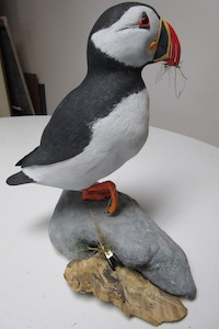 Puffin on a rock